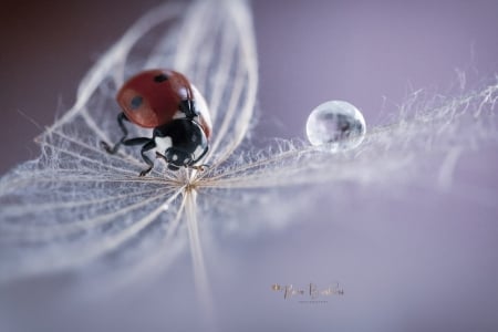 Ladybug by Rina Barbieri - seed, inscet, ladybug, macro, rina barbieri, dandelion