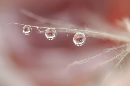 Water drops by Rina Barbieri - seed, drop, water, macro, drops, rina barbieri, dandelion, pink