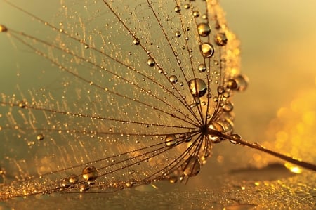 Life is gold by Rina Barbieri - seed, drop, water drops, macro, rina barbieri, dandelion, golden