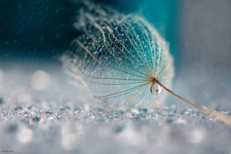 Blue rain by Rina Barbieri - seed, drop, white, blue, water drops, macro, rina barbieri, dandelion