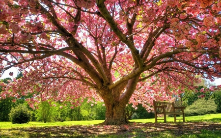 Spring Blossoms - plants, bench, park, tree