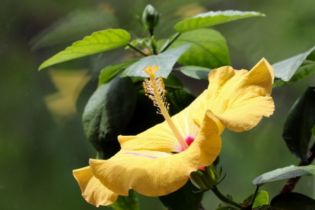 Hibiscus