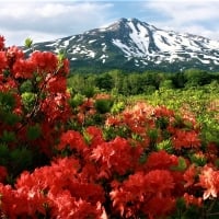 mountain azaleas