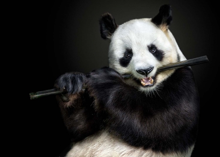 The Flute Master by Pedro Jarque Krebs - animal, pedro jarque krebs, white, flute, black, cute, instrument, bear, panda