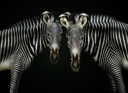 Double Trouble by Pedro Jarque Krebs - black, zebra, white, animal, couple, pedro jarque krebs