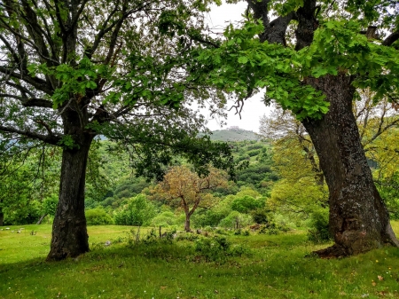 Nature and castle - castle, madow, mountain, trees