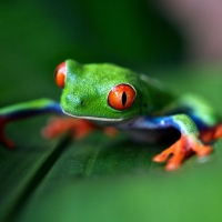 Red eyed frog