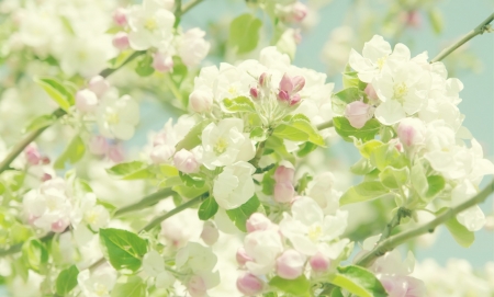 Apple Blossom Tree