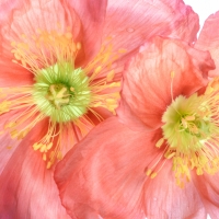 Poppies