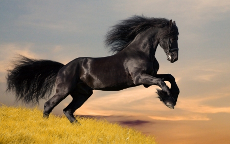 the black horse