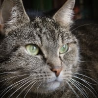 GREY TABBY