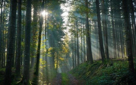 Sunbeams in Forest - path, trees, nature, sunbeams, moss, forest