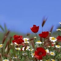 Field of flowers