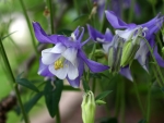 Aquilegia