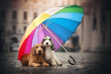 Cute dogs - Umbrella, Rain, Dogs, Street