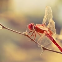 Red dragonfly