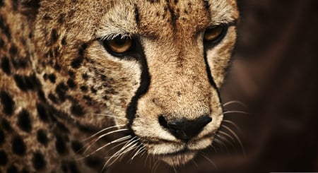 Cheetah - cheetah, big cats, feline, wild animals, wild, wallpaper, animals, wildlife