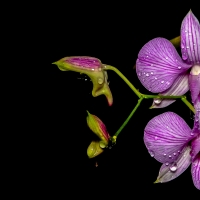 Beautiful flowers