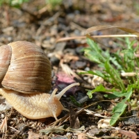 Snail