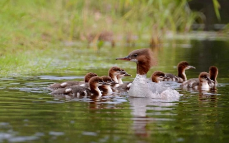 Duck Family - birds, ducklings, ducks, family, latvia, water