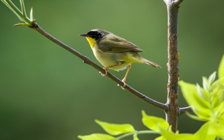 Masked Warbler - bird, masked, branch, warbler