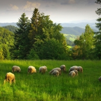 Sheep on Meadow