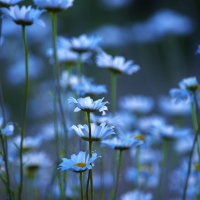 Blue Daisies