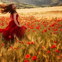 Poppy Field