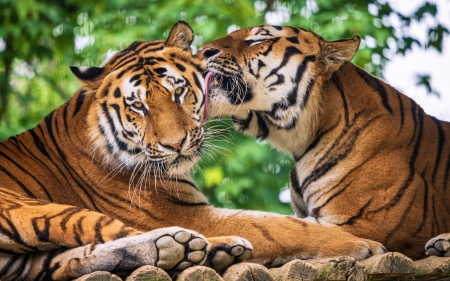 Tiger Love - tigers, nature, couple, animals