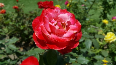 Roses for All - Red, California, Flowers, Green, Roses