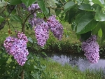 Lilacs in Rain