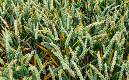 Barley - barley, field, spikes, grain