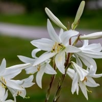 White Lily