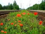 Flowering Railway