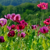 Pink Poppies