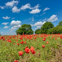 Poppy Meadow