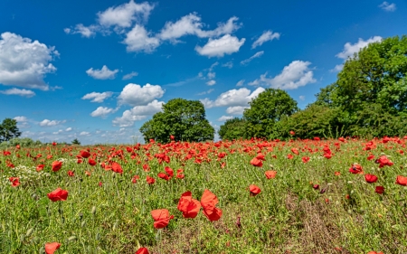 Poppy Meadow - Flowers & Nature Background Wallpapers on Desktop Nexus (Image 2562159)