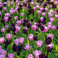 Tulips in Netherlands