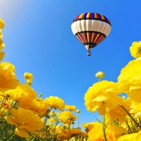 Field of buttercups