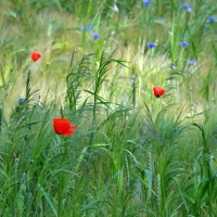 Gifts of Nature