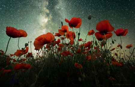 Under the Stars - poppies, nature, evening, field, stars, sky