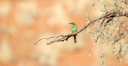 Little bird - Bird, Tree, Branch, Nature