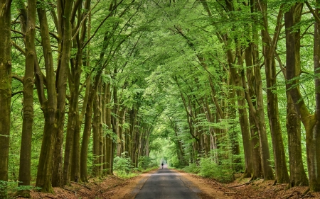 Cathedral of Nature - road, avenue, trees, alley