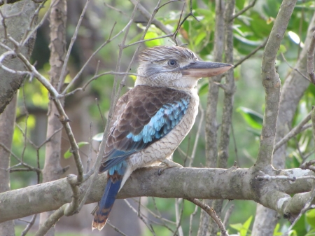 A bird in a forest