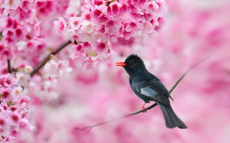 Sweet little bird in Cherry blossoms - Birds & Animals Background