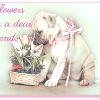 DEAR FRIEND