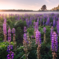 Lupines at Sunrise