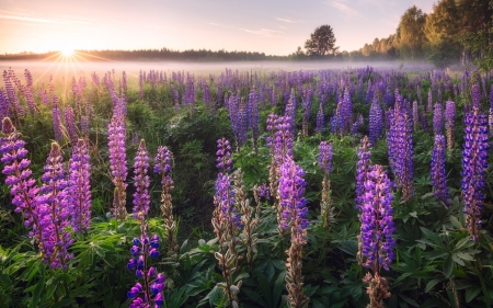 Lupines at Sunrise - sunrise, meadow, lupines, mist