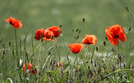 Red Poppies - flowers, meadow, poppies, red