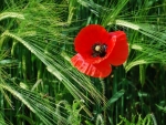 Poppy in Wheat Field